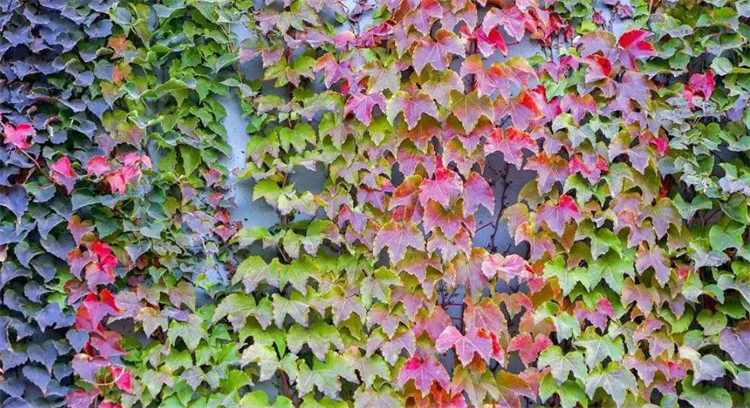 爬山虎种子图片（爬山虎的种植方法及技巧）