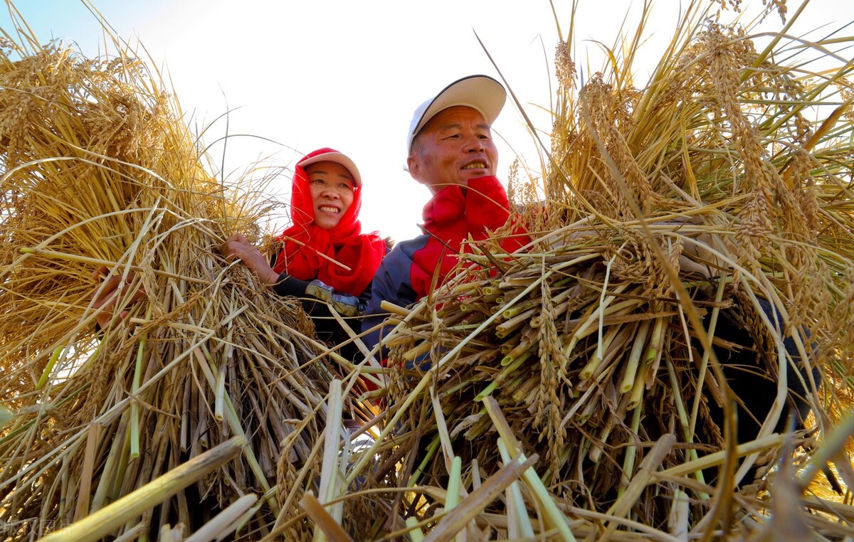 水稻价格突然“变脸”，开始落价，11月15日全国最新稻谷价格