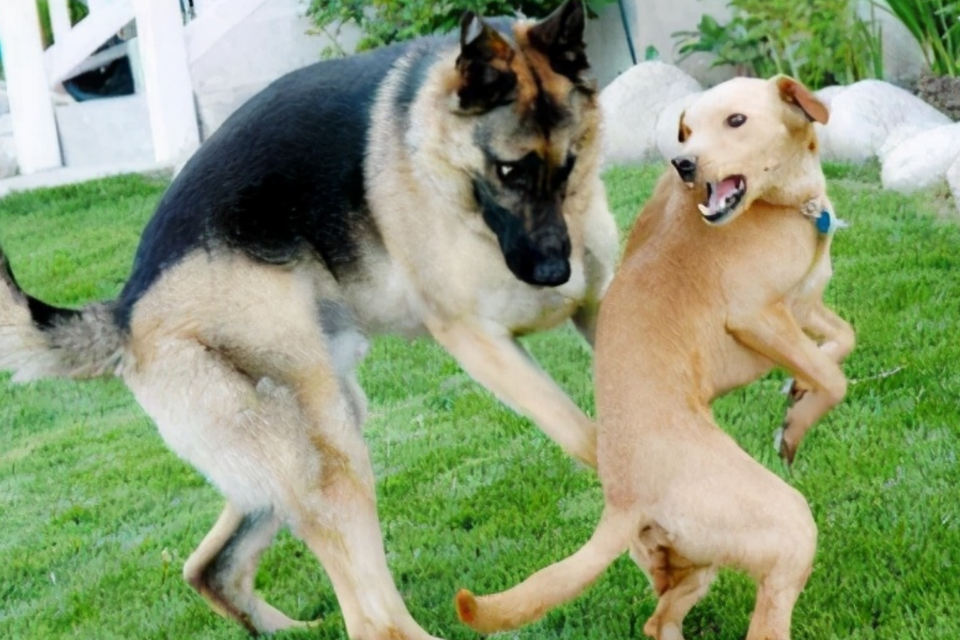 狗一见面，为什么会先“闻屁股”？狗屁股里到底有什么秘密？