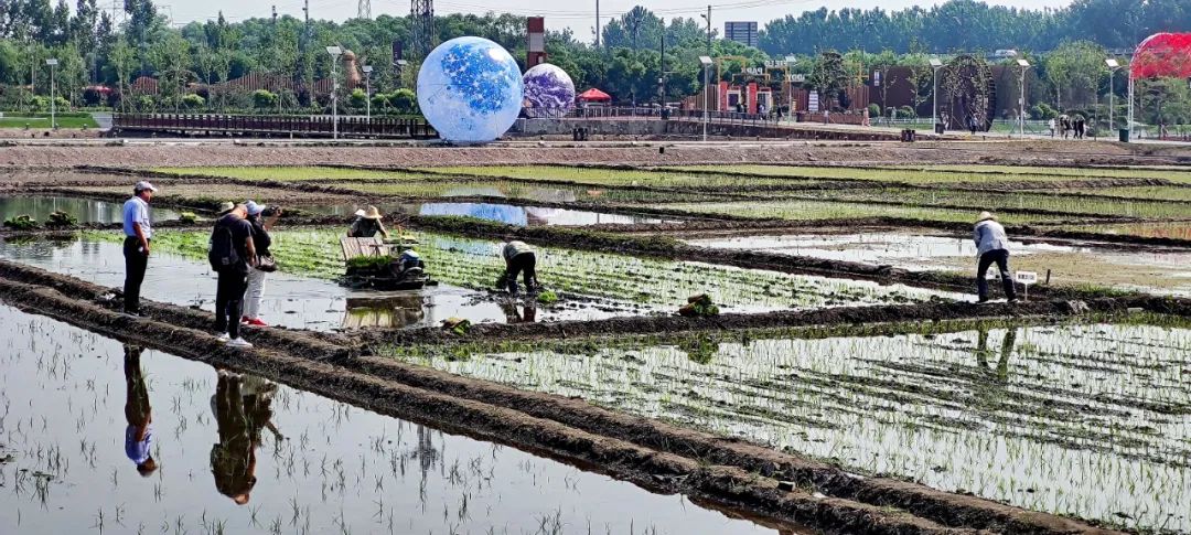 太原市晋源区：稻田公园浓情端午节 别样插秧忙