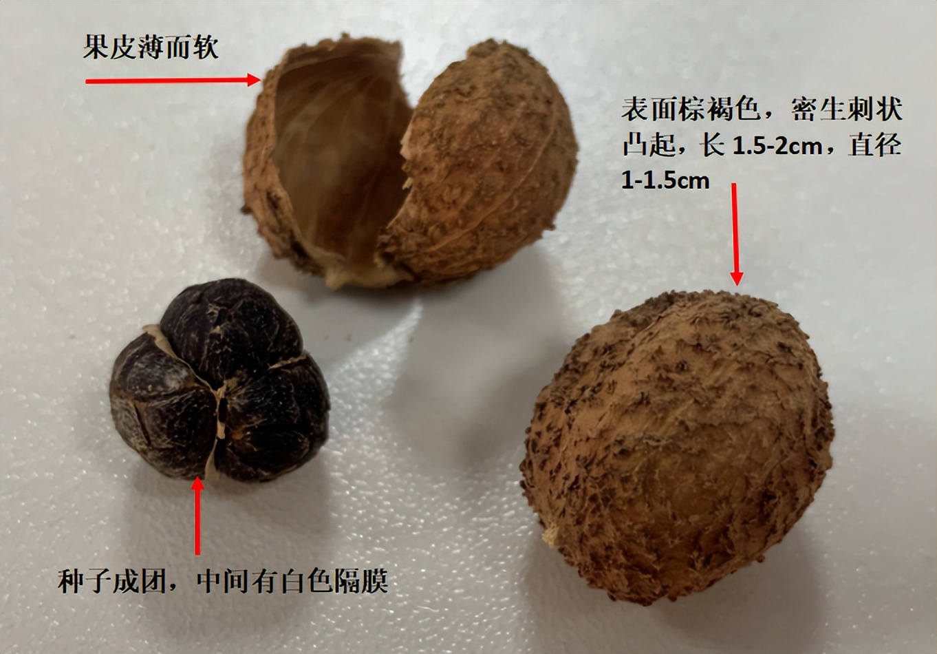 药食同源的砂仁，竟是小儿厌食、脾虚泄泻的良药