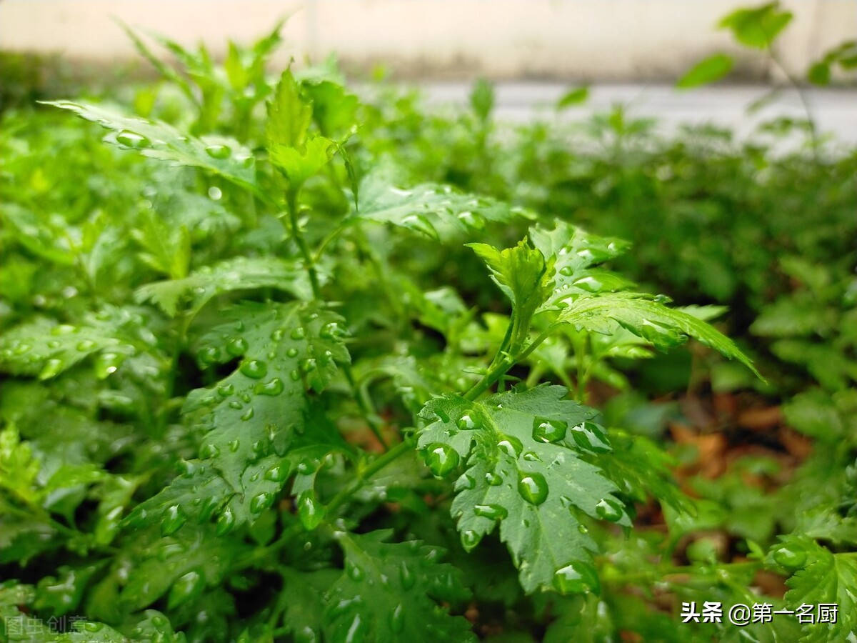 蔞蒿是什麼植物 蔞蒿圖片就是艾草嗎-北京百科網