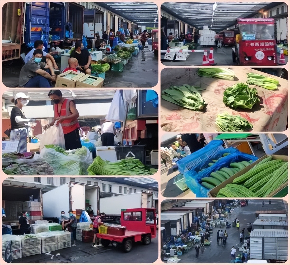 上海江桥：叶菜“四大金刚”价格微涨，圆椒、线椒价格回落，大葱价格坚挺
