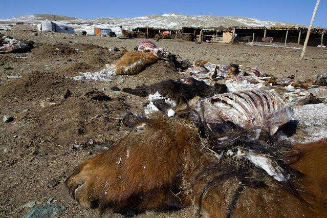 蒙古国，贫与富，饿死的牛羊，只买6元的羊肉，一夜暴富的梦想