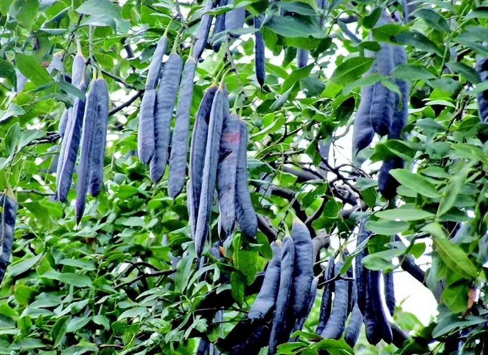 皂荚子的功效与作用(皂荚子)