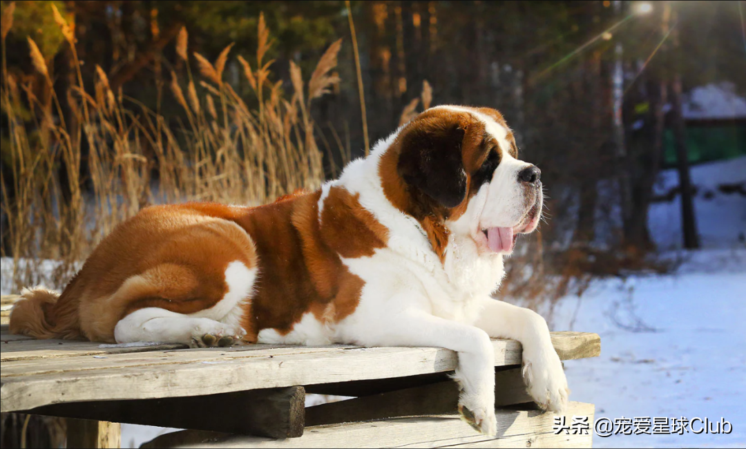 聖伯納幼犬多少錢一隻(百科) - 價格百科