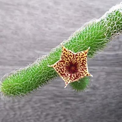 多肉品种大全图片名字(100种罕见多肉图鉴详细介绍)