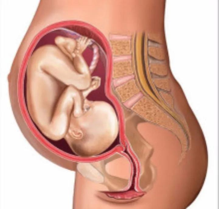 怀孕四个月胎儿有多大(怀孕4个月小孩有多大)