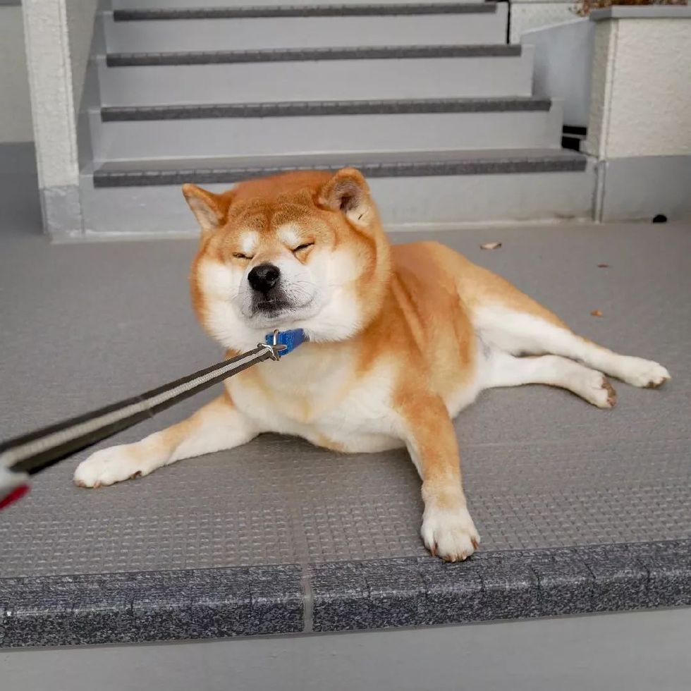 纯种柴犬多少钱一只?有哪些特征?