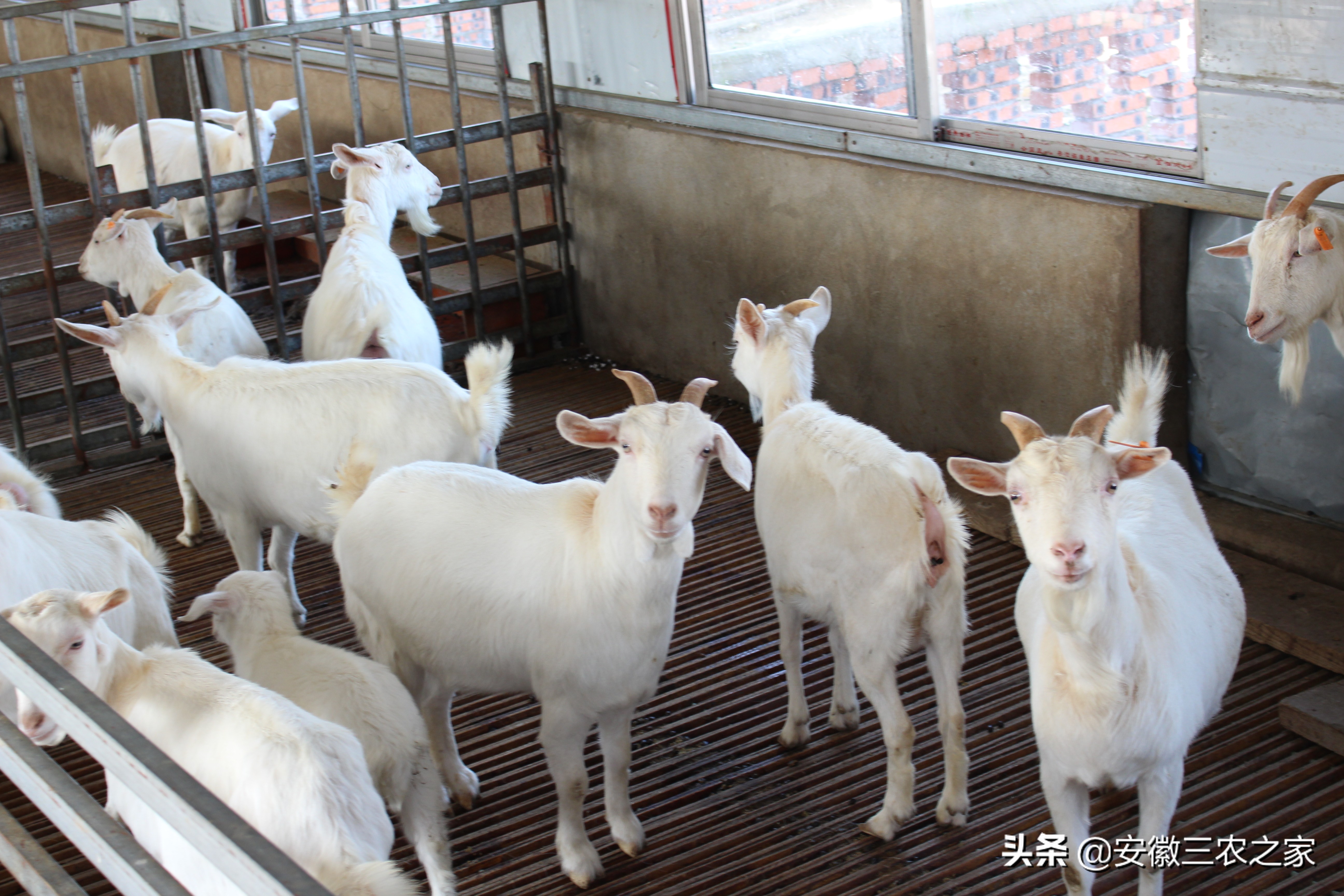 大学生利用30只羊创业,现在身价已1000万,12年里他究竟做了什么