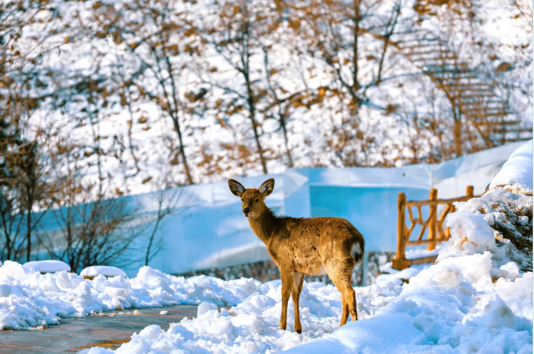 冰雪世界是什么位置关系(走，玩雪去！沉浸式济南戏雪地点集结，快来看看你要翻谁的牌！)