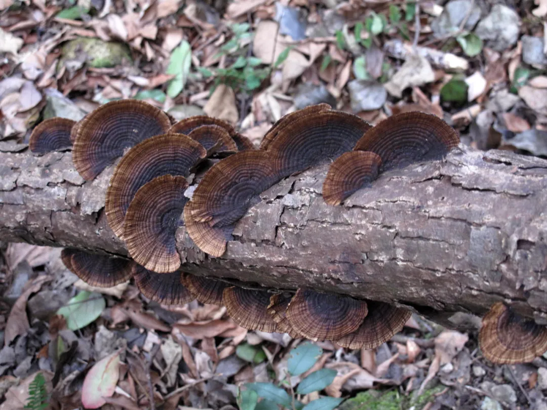 冬日在密林中,遇见各色树舌灵芝