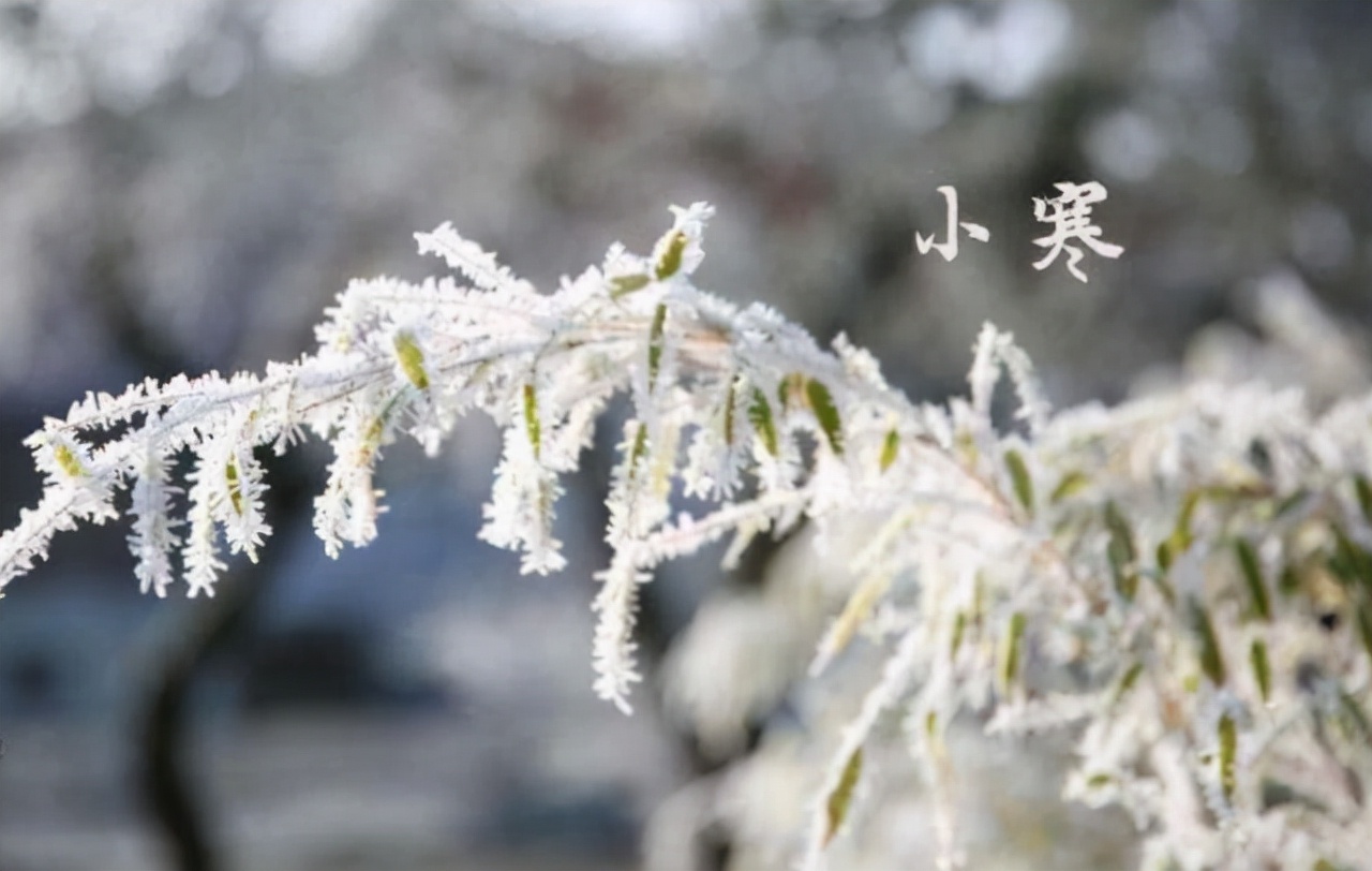牛马啥意思（俗语：今年“小寒又逢戊，牛马相互穿”，啥意思？涨见识了）