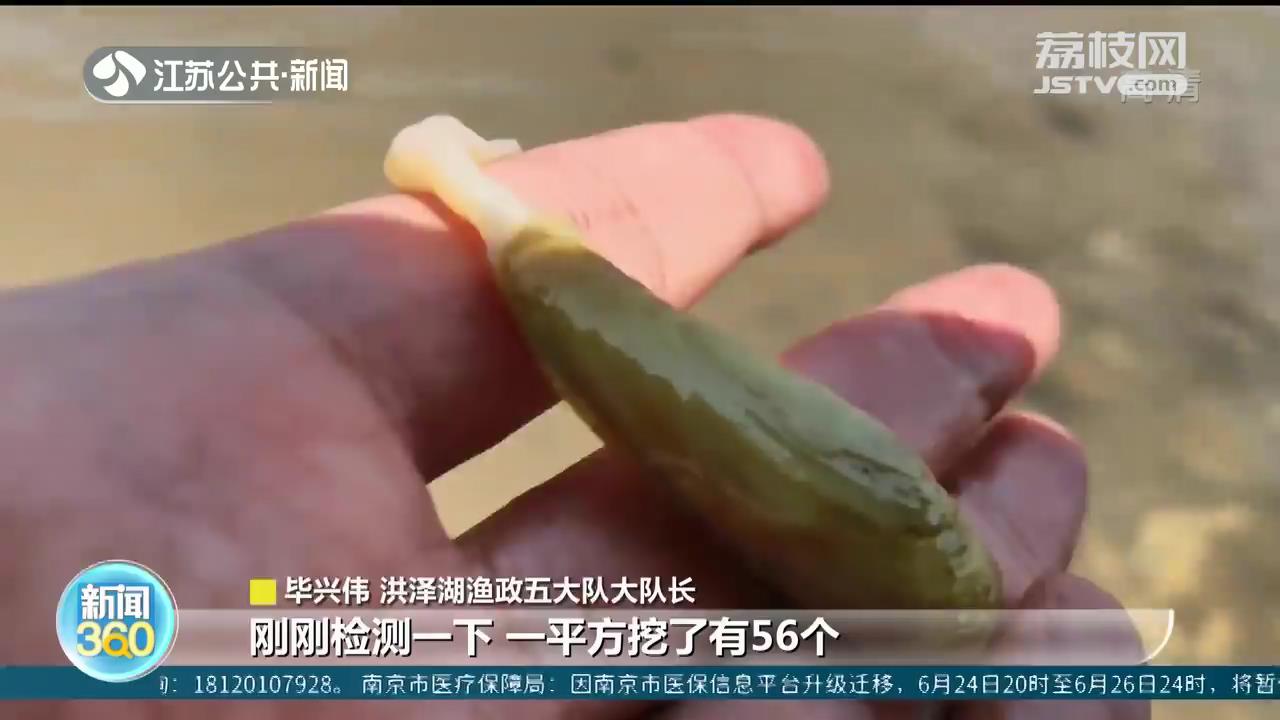 濒危物种“中国淡水蛏”种群重现洪泽湖