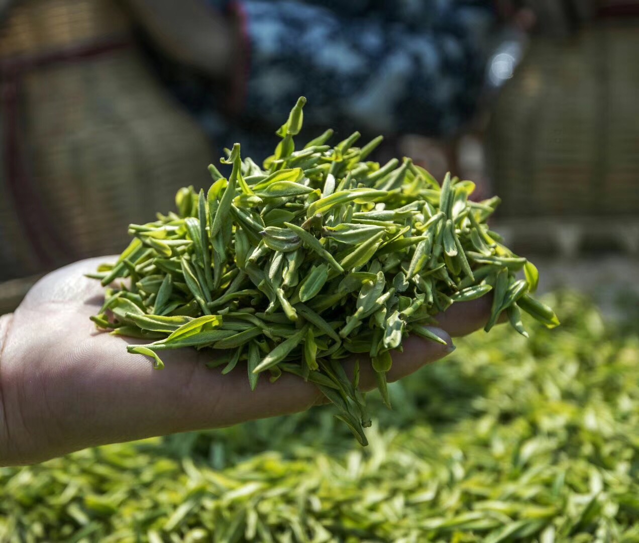贵州三大名茶是哪三茶（盘点我国出产几大的优质茶叶）