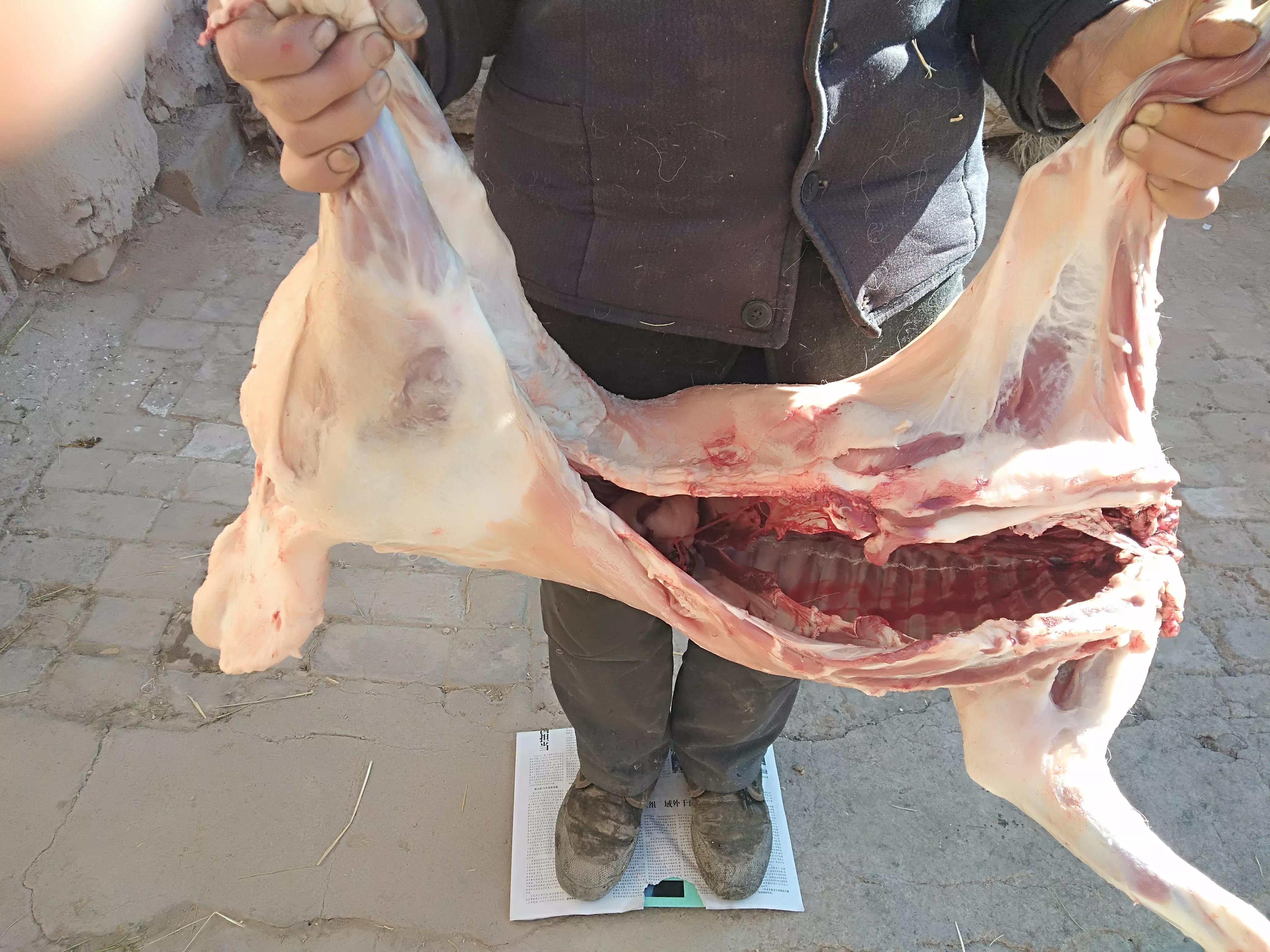 道听途说不靠谱,小伙宰2只羊亲自做实验