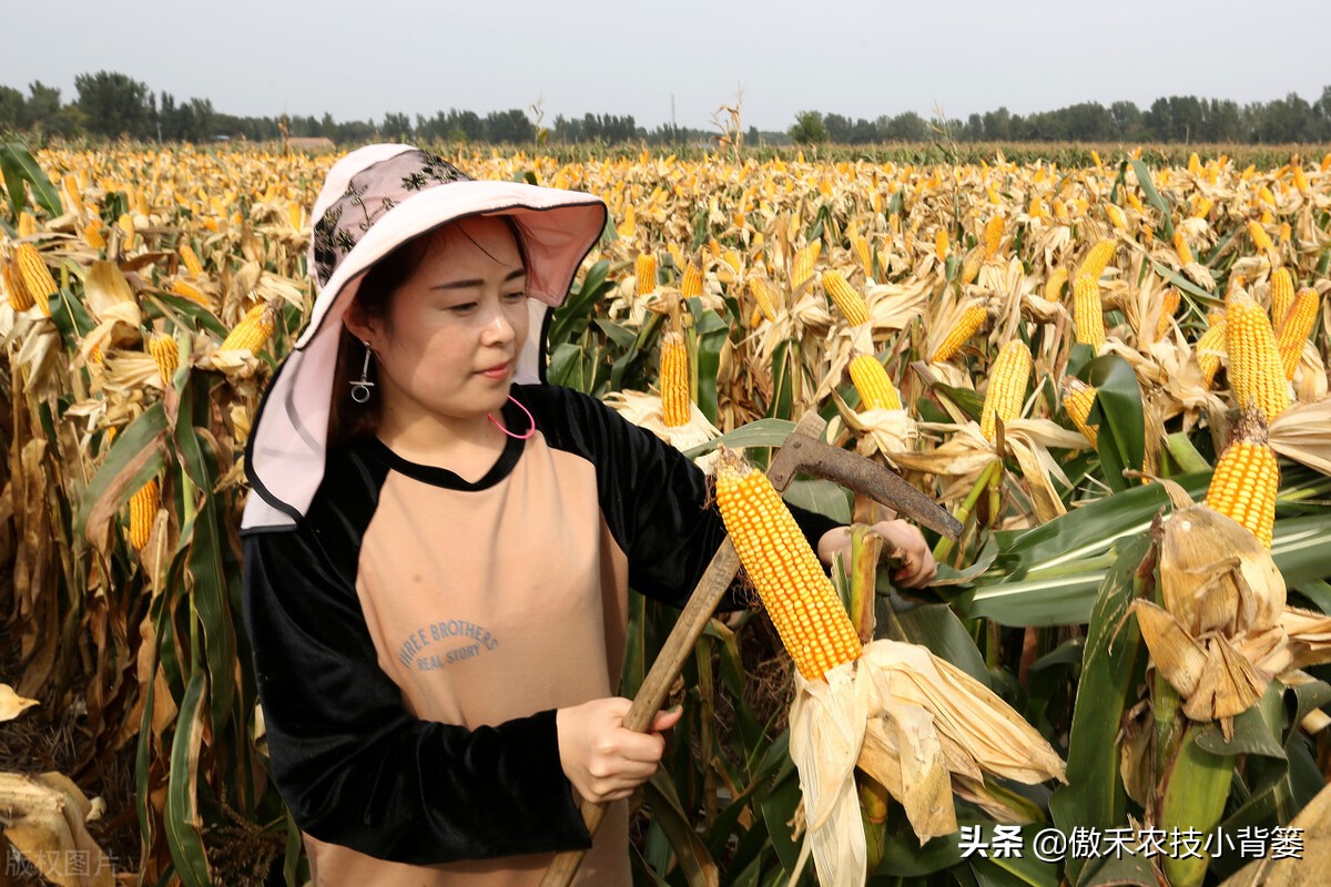 玉米种植时间和方法和过程（玉米种植管理建议抓好4点）