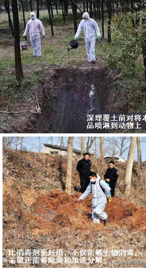 处理病死动物如何消除恶臭和加快分解