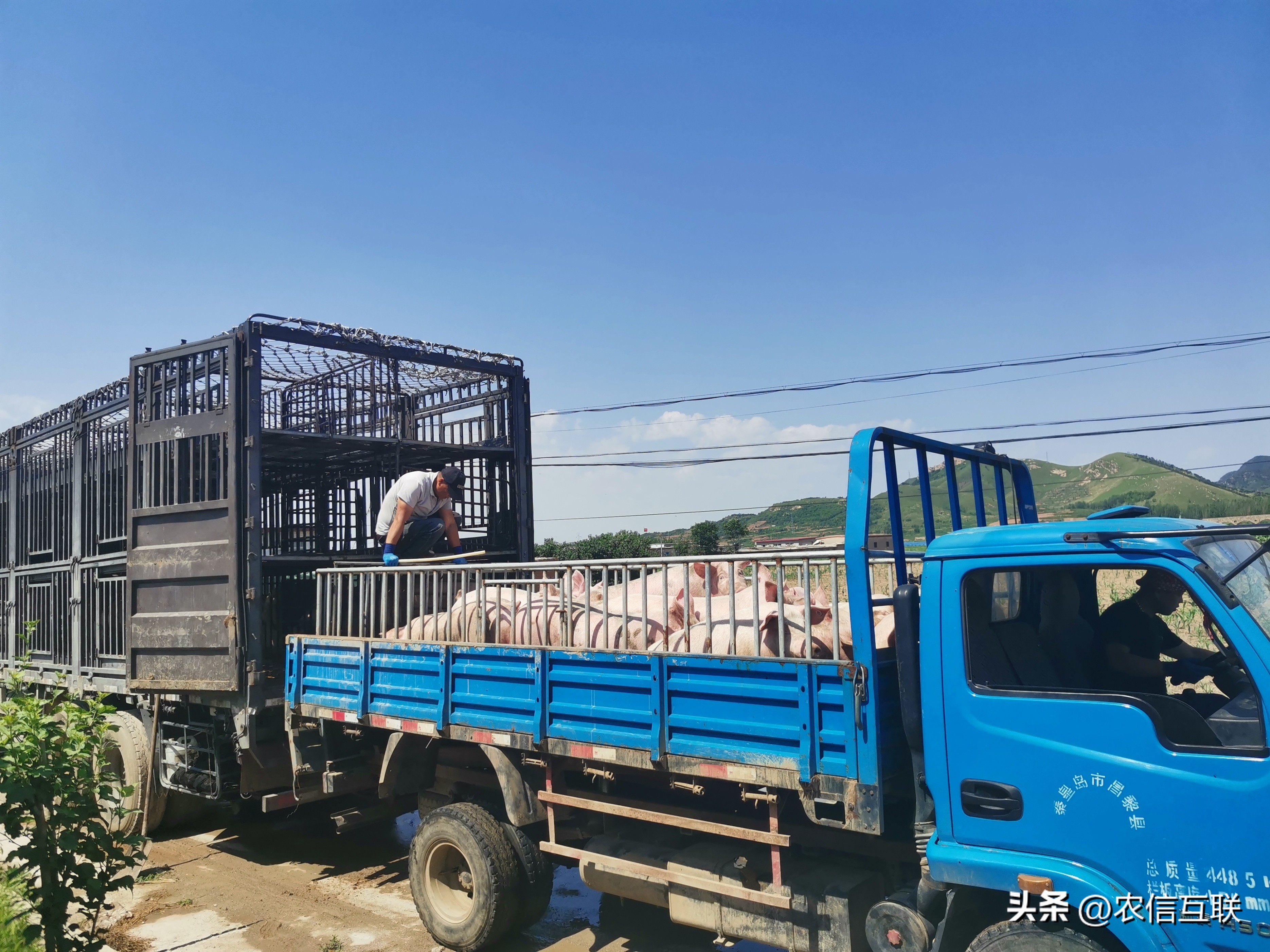 今日全国生猪价格行情「今日全国生猪价格」