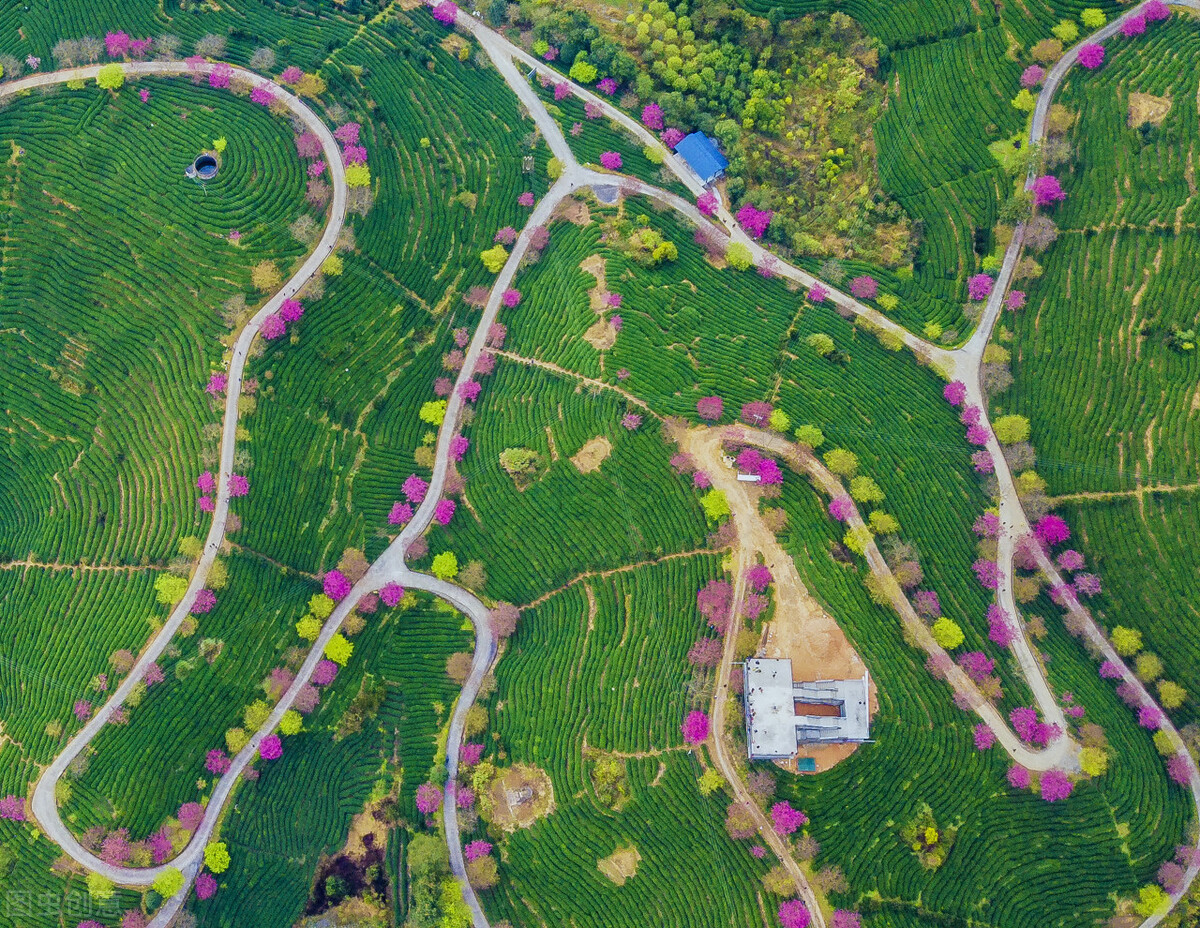 种植合作社对茶农绿色生产行为的影响