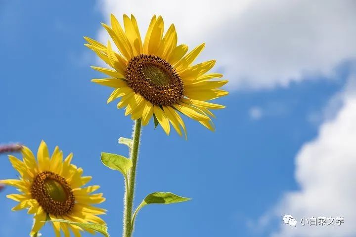 泰戈尔《飞鸟集》中的美句分享（中英），生活学习处处皆可用