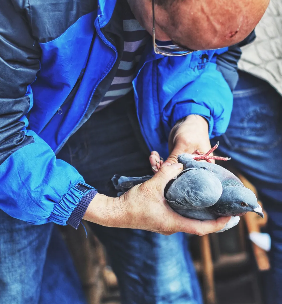 放鸽子图片(男人的鸽子) - 赤虎壹号