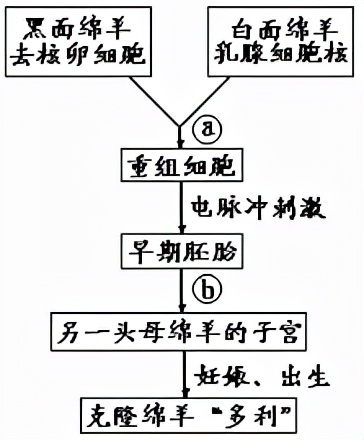 植物体细胞杂交技术的原理（细胞工程知识点汇总详细讲解）