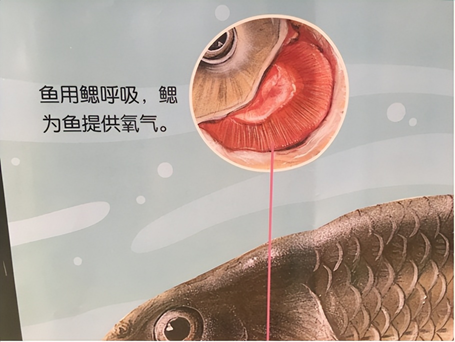 杭州萬(wàn)安橋大量魚(yú)浮出水面！居民：以前從沒(méi)見(jiàn)過(guò)，是好事還是壞事