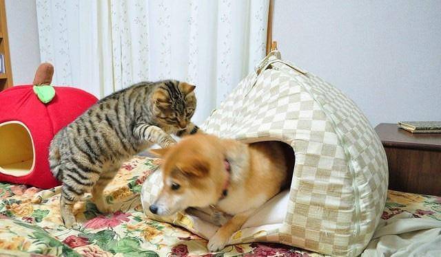 狗为什么怕猫(家里的狗很害怕猫怎么办？教你科学的办法)