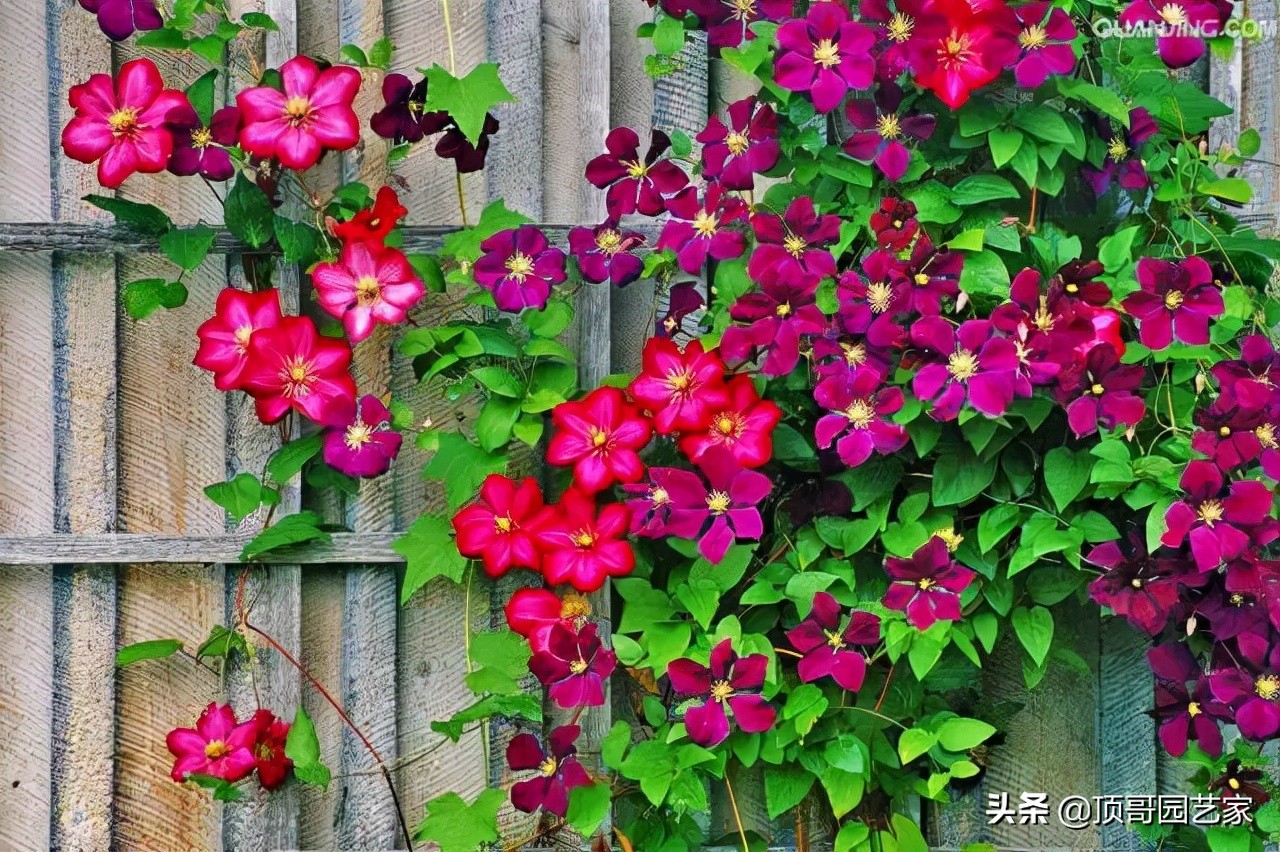 6种花墙的做法，让你的花园连墙面都美美的