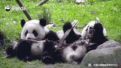 熊猫的资料「平平熊猫的资料」