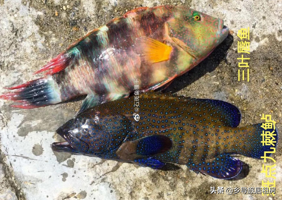 斑鱼图片大全（一篇文章带你分清石斑鱼的外貌特征）