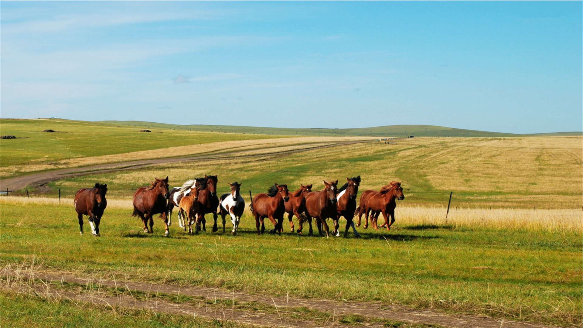马群在傍晚飞翔文 | 鲍尔吉·原野马如白莲花起雾的时候,红嘎鲁湖像被