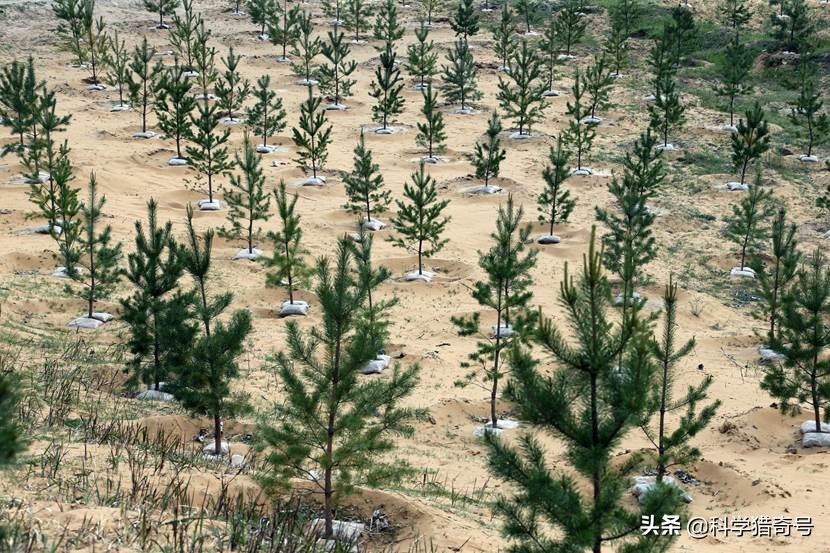 沙漠植树是好事还是伪科学？美科学家：中国不懂沙漠植树的危害