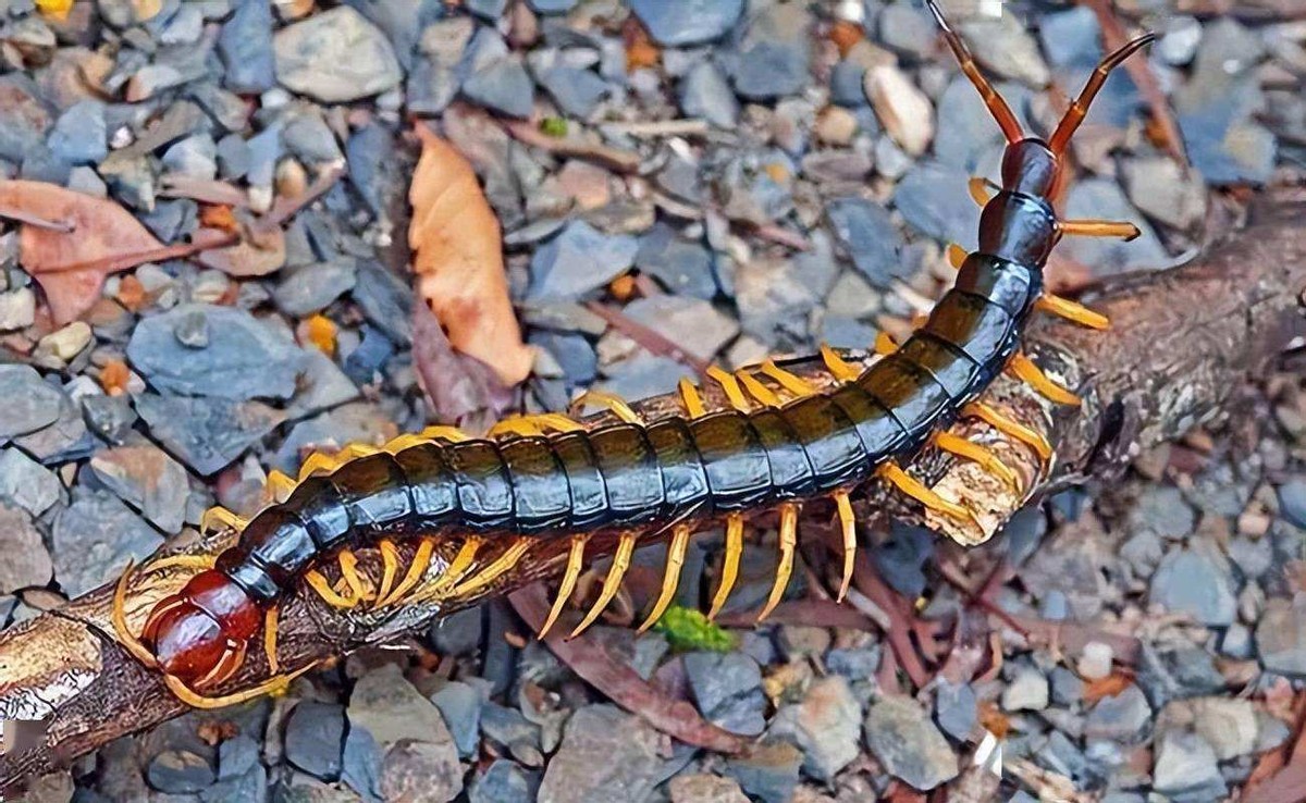 世界上最大的蜈蚣 十大巨型蜈蚣-春风号,忽如一夜春风来千树万树梨花