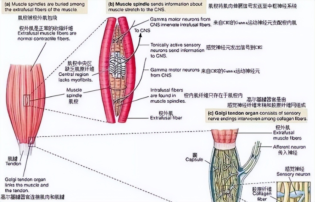 网球双飞新的情敌(肘、腕关节功能障碍的纠正性训练策略)