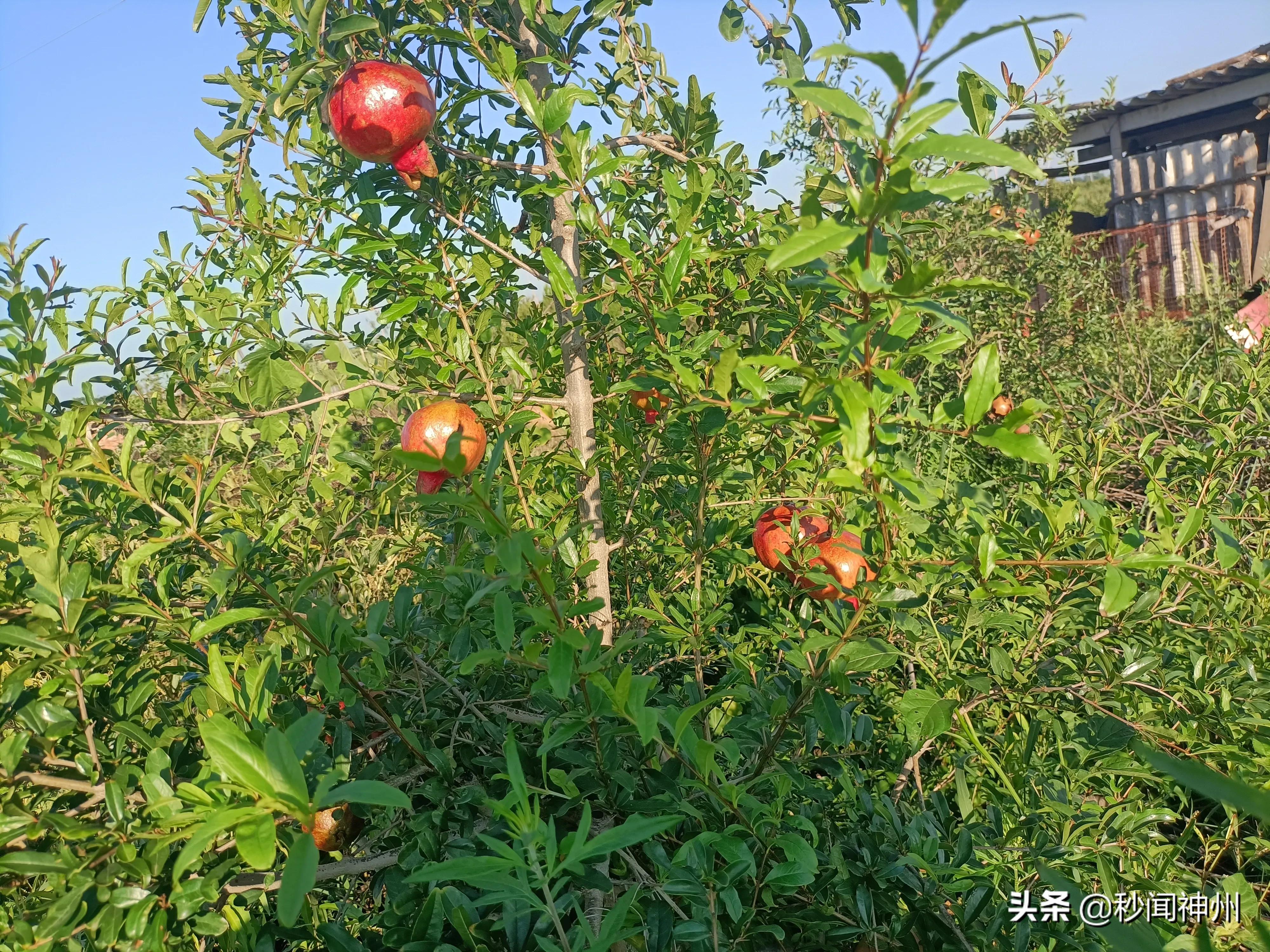 谋划新思路 打造二十四节气农创园