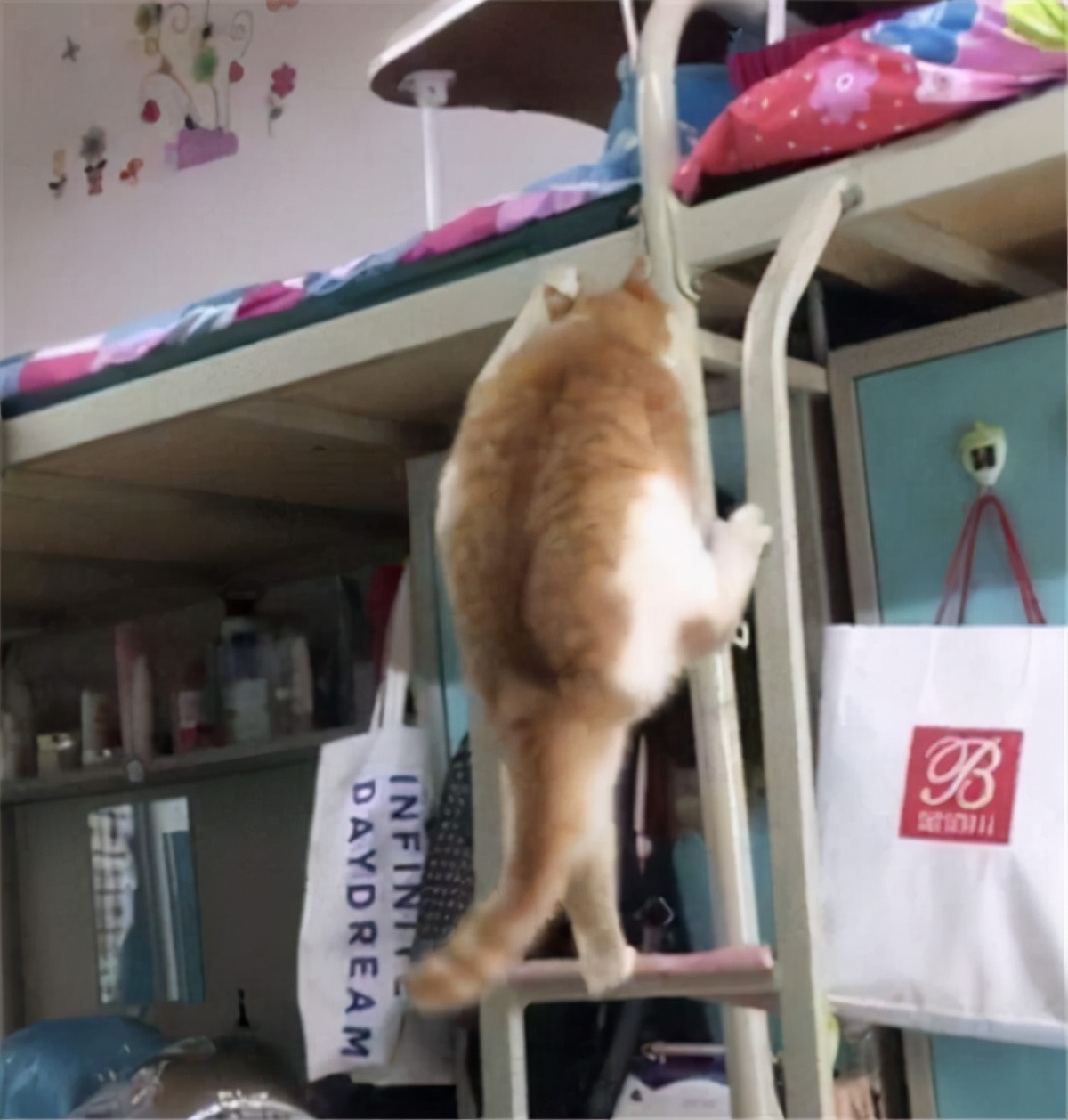 大学女生宿舍违禁品“大赏”，男同学自愧不如，宿管阿姨已暴走