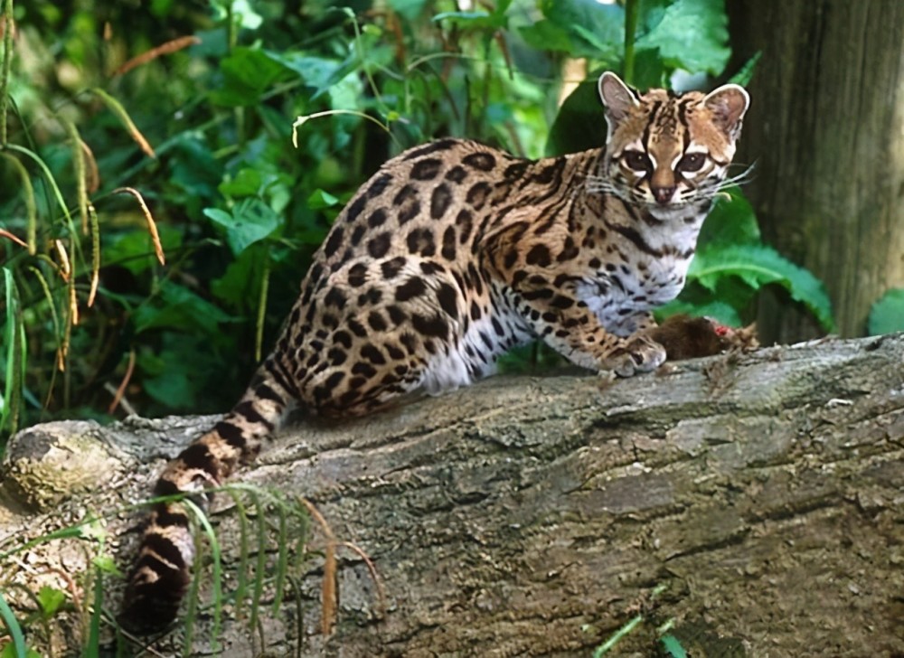 石虎曾广泛分布于我国境内,种群数量大,可以说是非常多的一种野生动物