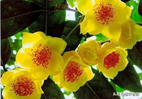 网红康仔农人的真实身份曝光，他家的金花茶园的价值令人惊讶
