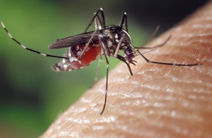 10种不同类型的蚊子 |以及他们携带的疾病