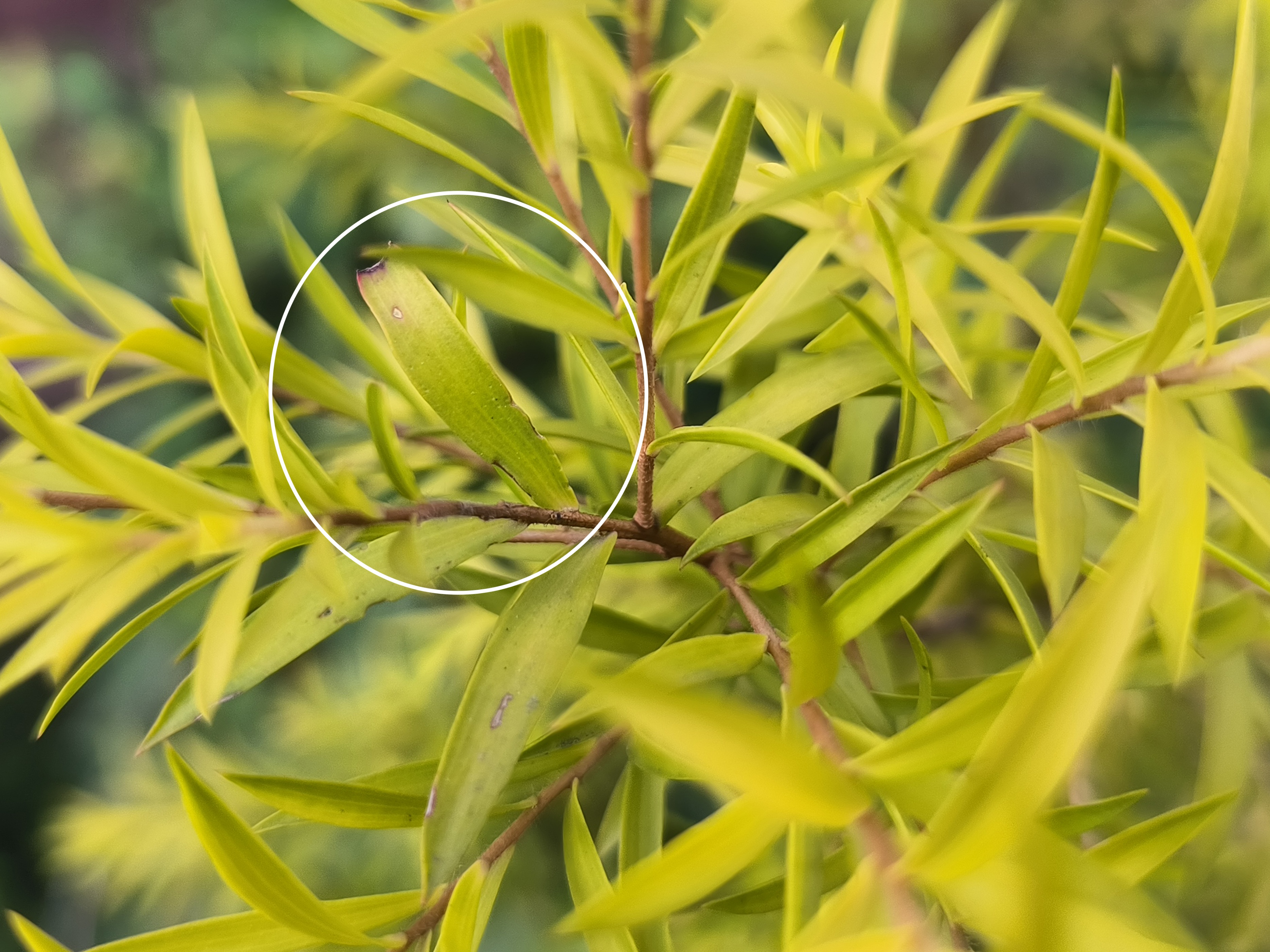 偶像派还是实力派？——荣耀70 Pro评测
