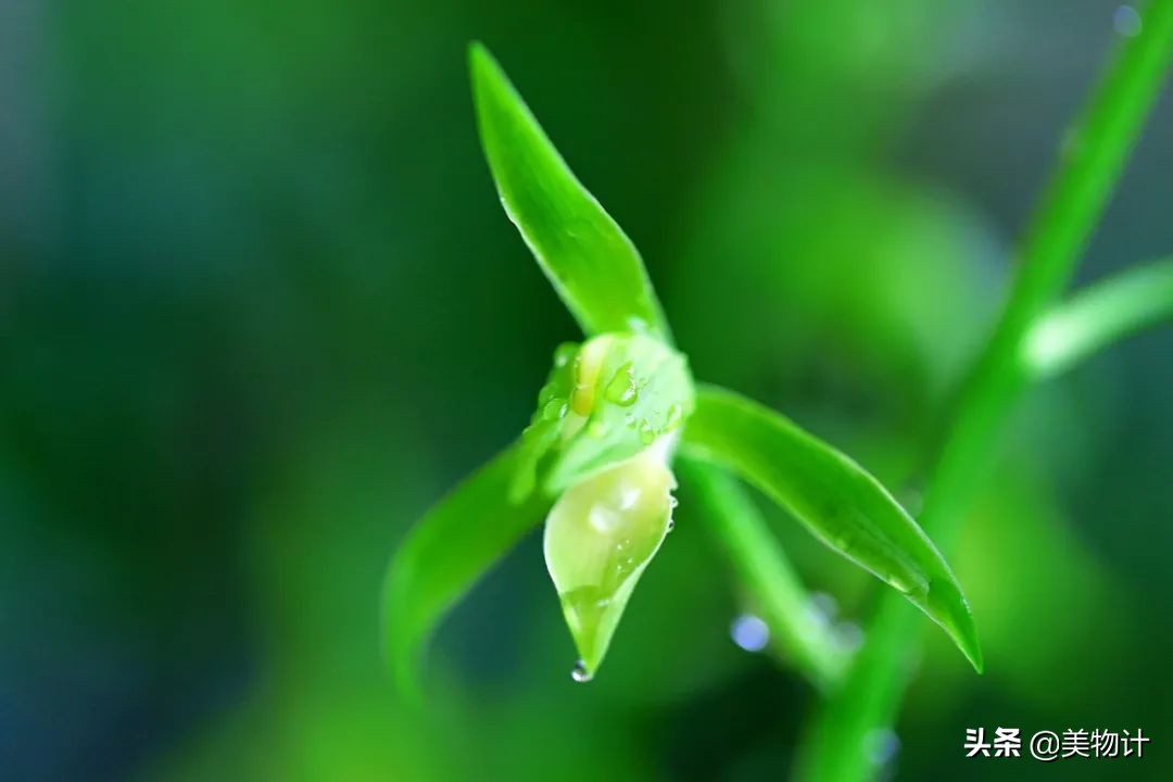 菊花的花语和寓意（一文了解菊花象征的含义）