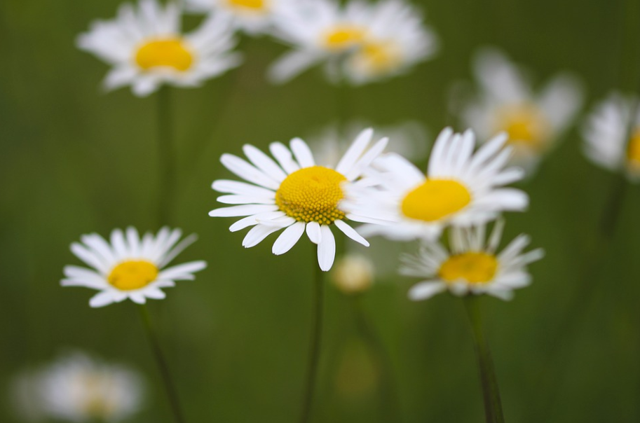 太阳菊的花语深受意大利人喜爱的意大利国花解析