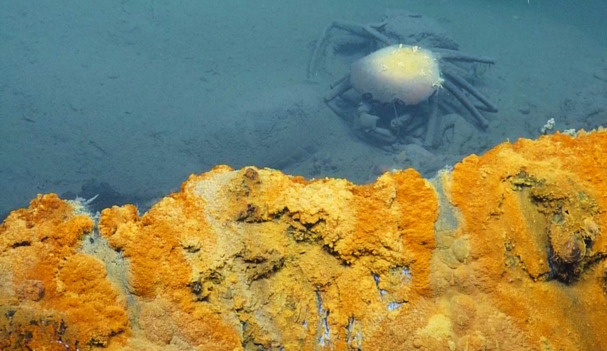 木卫二海洋中,或许有章鱼般的外星生物?英国科学家:几乎肯定