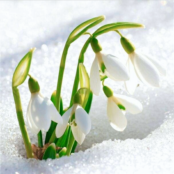 10种雪中花,开在雪地里,越冷越美丽!你知道几种?