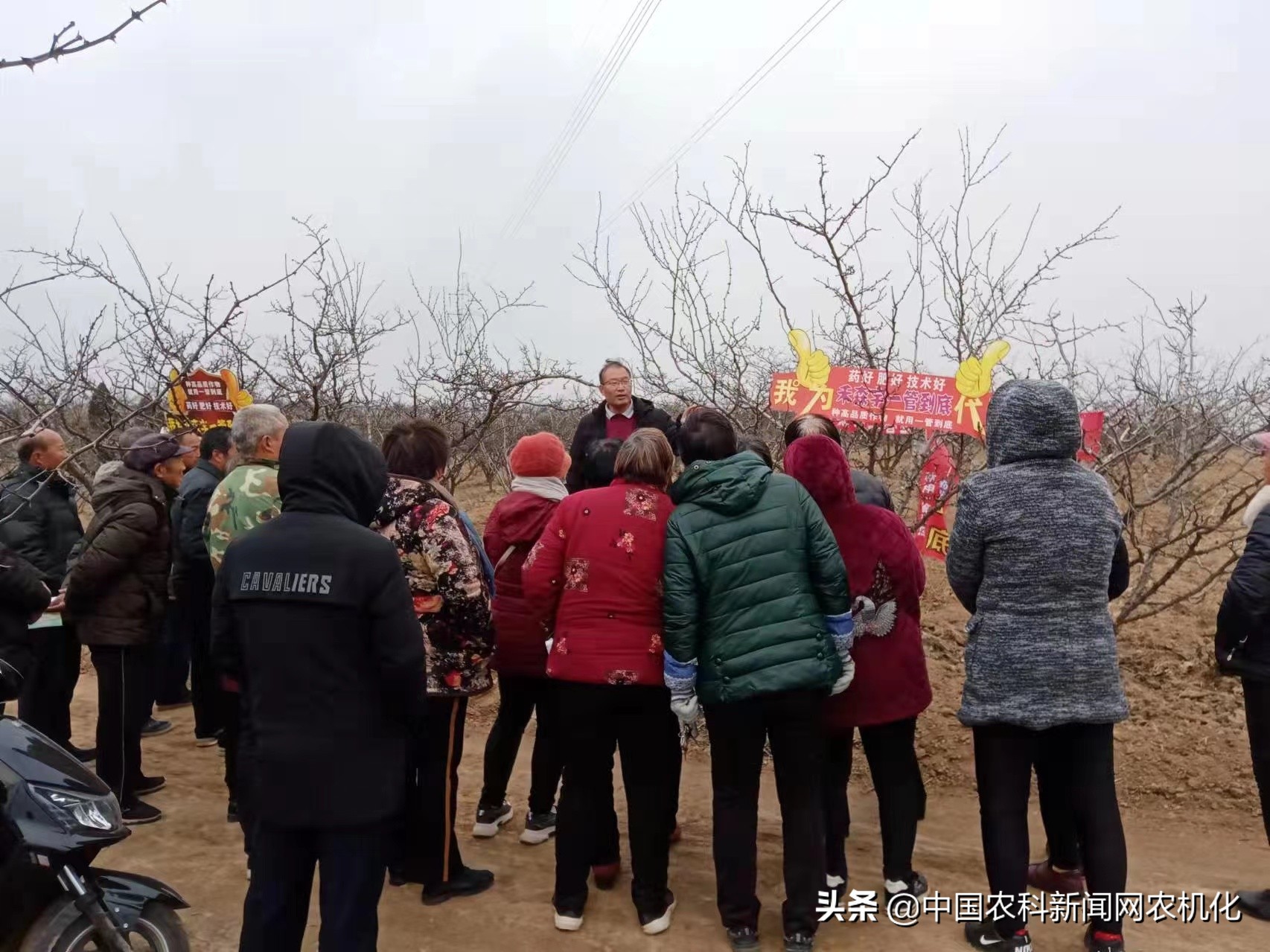 花椒树管理连续剧五｜修剪管理的两个方法：促进与抑制