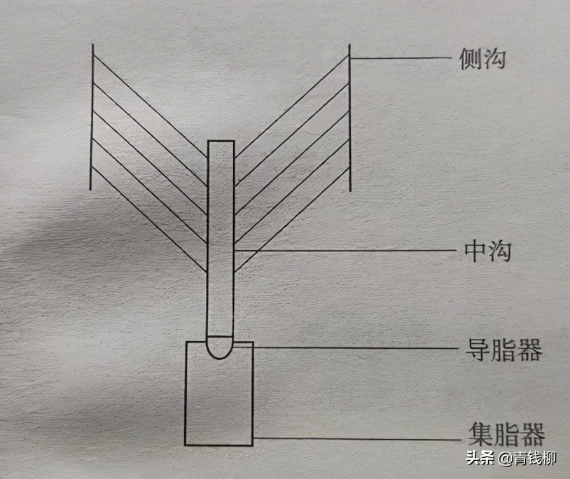 松脂的作用与功效（十分钟带你认清松脂妙用）