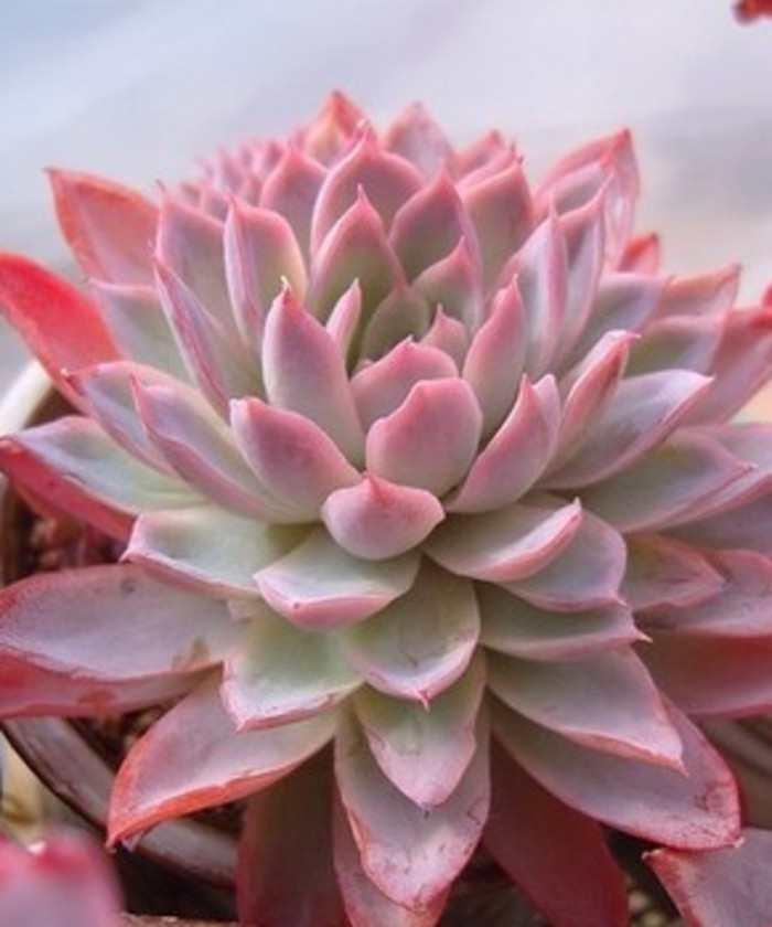 多肉植物品种大全图解(100种常见多肉图鉴)