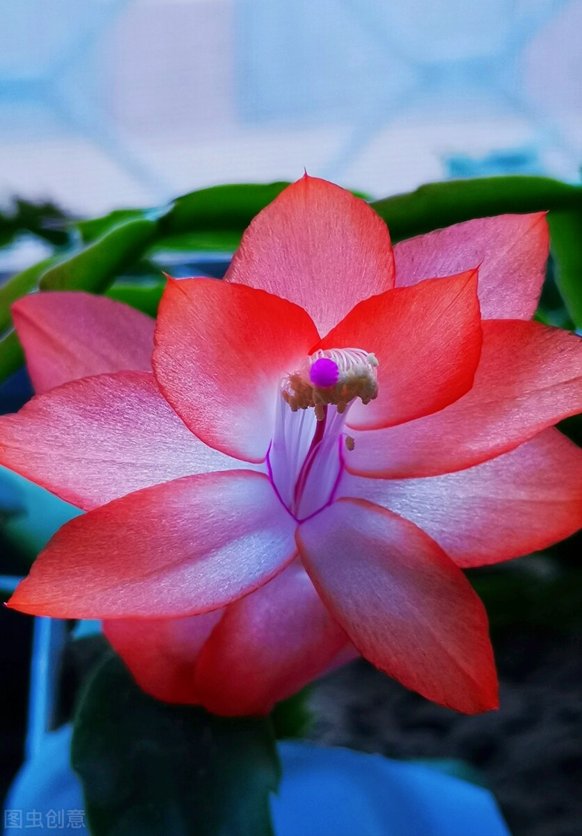 一花一深情，相识一场花，心中一份爱，相思一念情，真心祝最爱